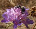 Lasioglossum sp.